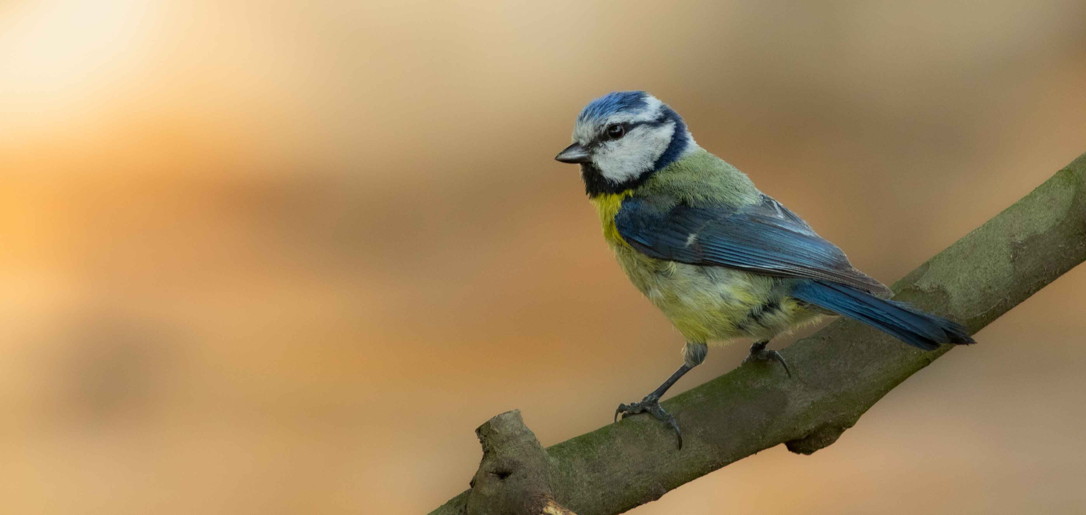 Eurasian Blue Tit